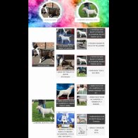 Bull Terrier