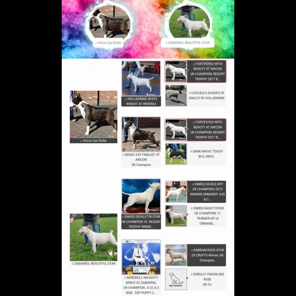 Bull Terrier