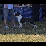 Bull Terrier