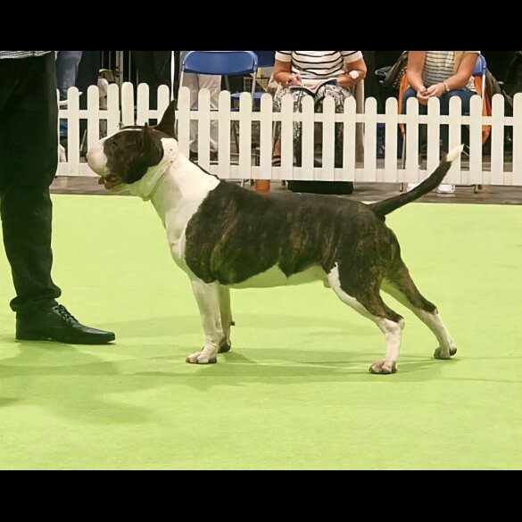 Bull Terrier