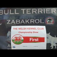 Bull Terrier