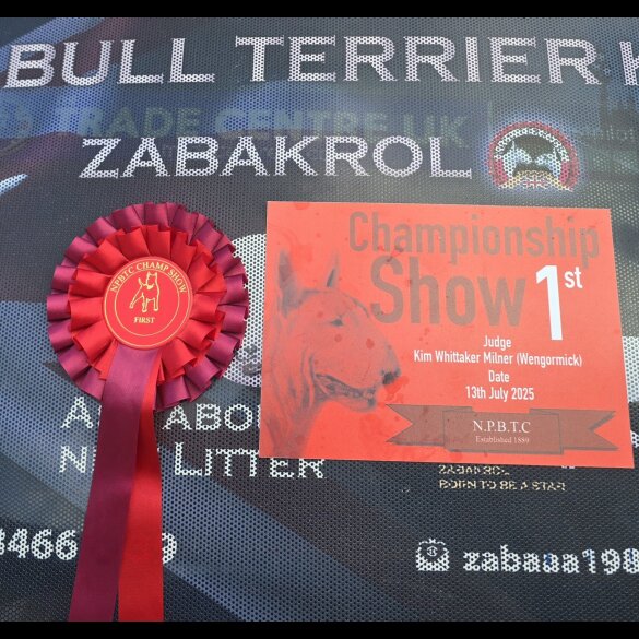 Bull Terrier