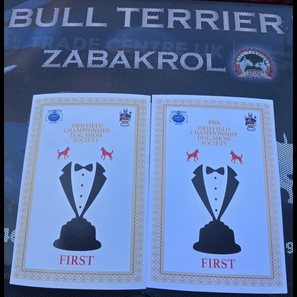 Bull Terrier