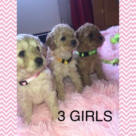 Cavapoo