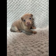 Jack Russell - Both