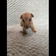 Jack Russell - Both