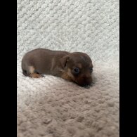 Jack Russell - Both
