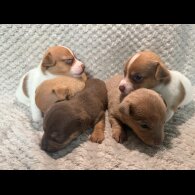 Jack Russell - Both
