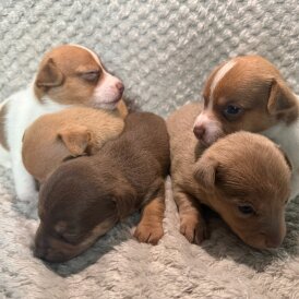 Jack Russell - Both