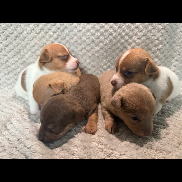 Jack Russell - Both