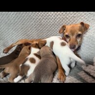 Jack Russell - Both