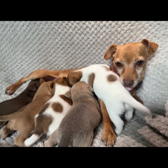 Jack Russell - Both
