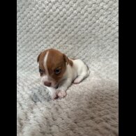Jack Russell - Both