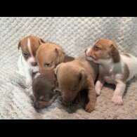 Jack Russell - Both