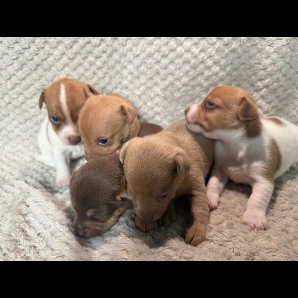 Jack Russell - Both