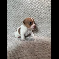Jack Russell - Both