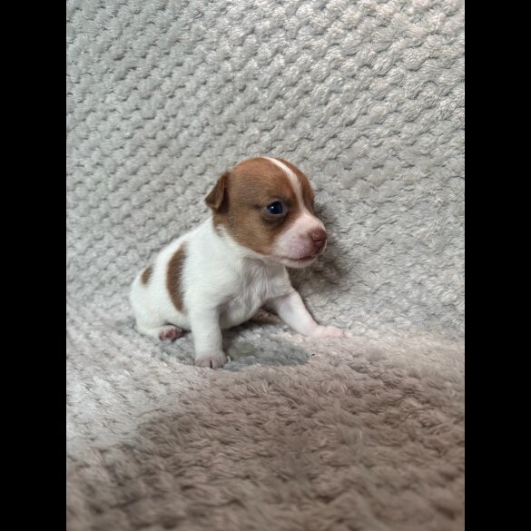 Jack Russell - Both
