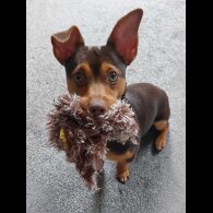 Jack Russell - Both