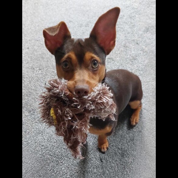 Jack Russell - Both
