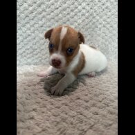 Jack Russell - Both