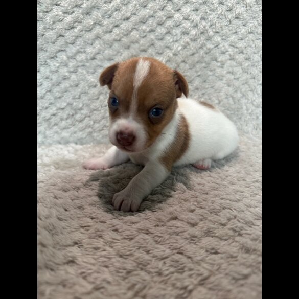 Jack Russell - Both