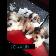 Maltipoo - Dogs