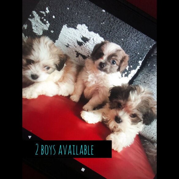 Maltipoo - Dogs