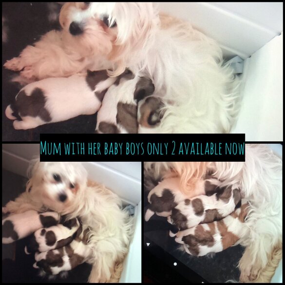 Maltipoo - Dogs