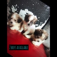 Maltipoo - Dogs