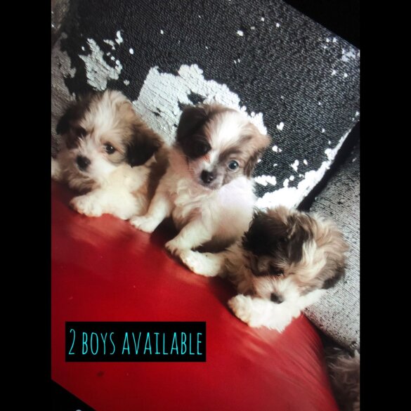 Maltipoo - Dogs