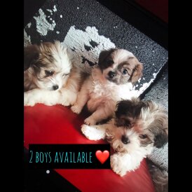 Maltipoo - Dogs