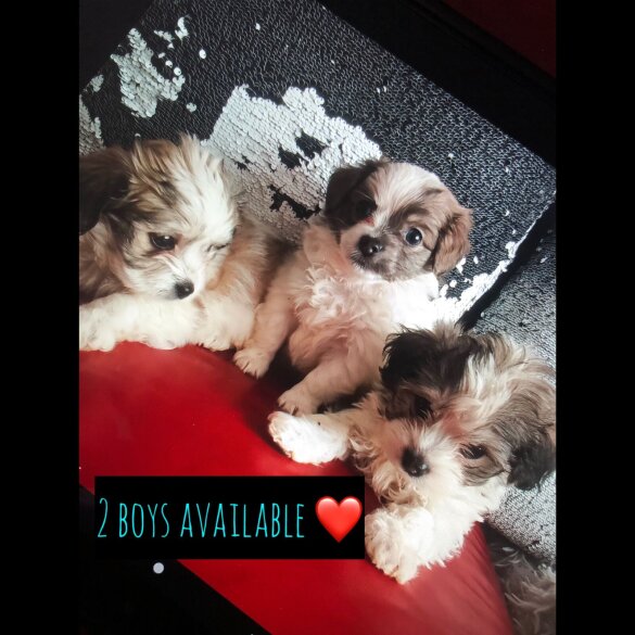 Maltipoo - Dogs