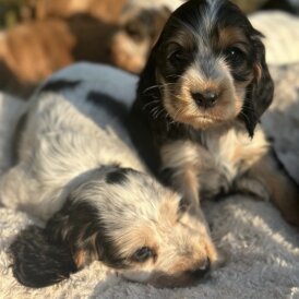 Cocker Spaniel (Working &amp; Show) - Both