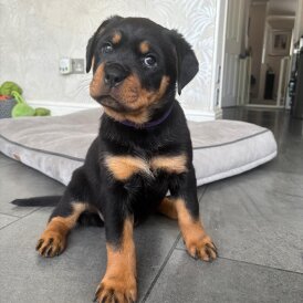 Rottweiler - Both