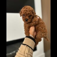 Toy Poodle - Both