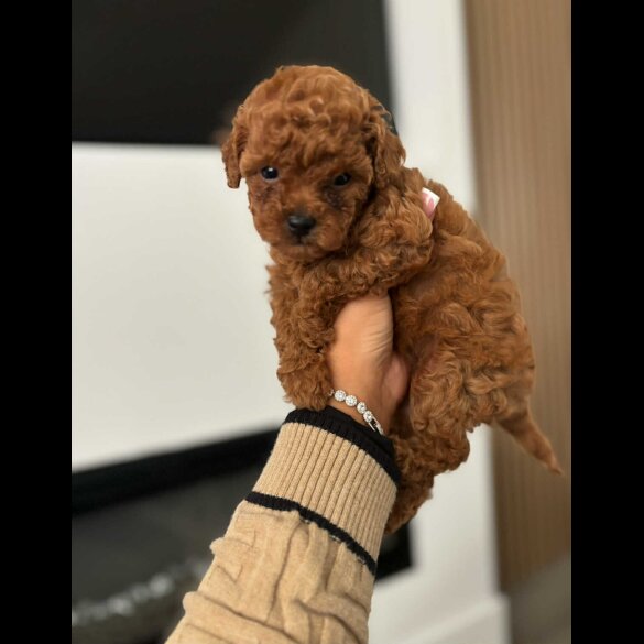 Toy Poodle - Both