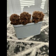 Toy Poodle - Both