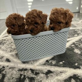 Toy Poodle - Both