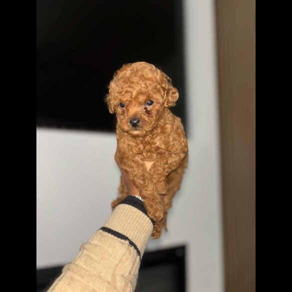 Toy Poodle - Both