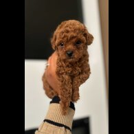 Toy Poodle - Both