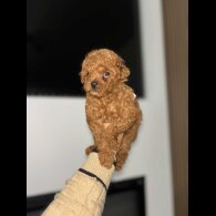Toy Poodle - Both