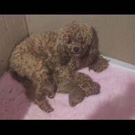 Toy Poodle - Both