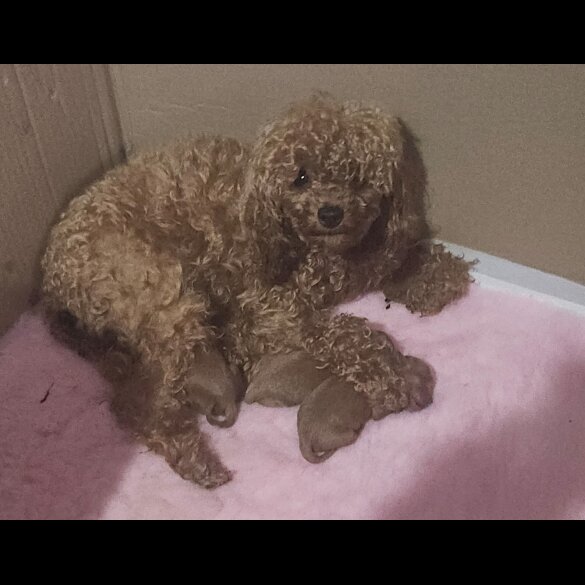 Toy Poodle - Both