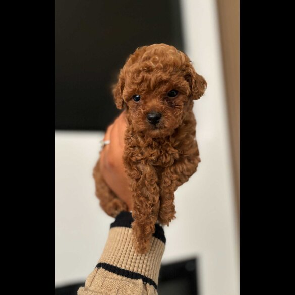 Toy Poodle - Both