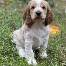 Cocker Spaniel (Working &amp; Show) - Both