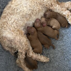 Cockapoo - Both