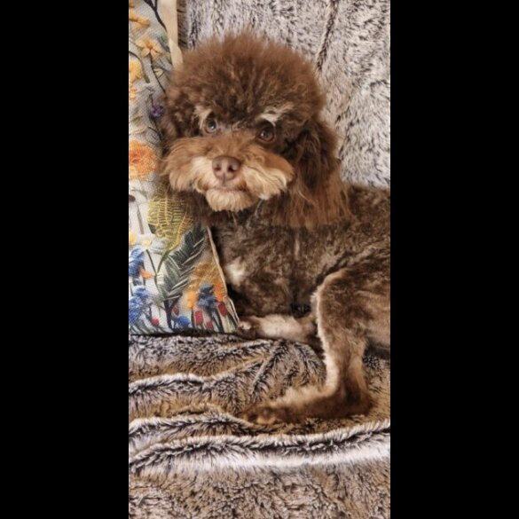 Toy Poodle - Both