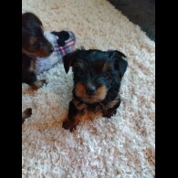 Yorkshire Terrier - Both