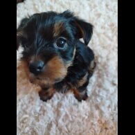 Yorkshire Terrier - Both