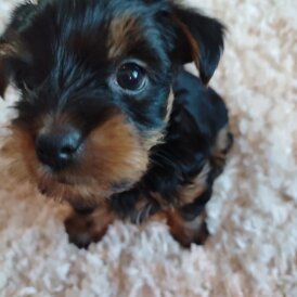 Yorkshire Terrier - Both